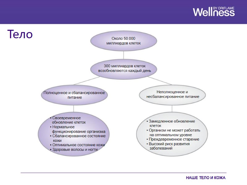 Тело НАШЕ ТЕЛО И КОЖА Около 50.000 миллиардов клеток 300 миллиардов клеток  возобновляются